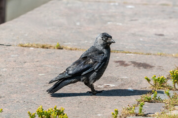 Western Jackdaw (Corvus monedula) in park, Husum, Schleswig-Holstein, Germany