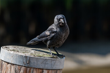Western Jackdaw (Corvus monedula) in park, Husum, Schleswig-Holstein, Germany