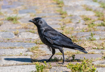 Western Jackdaw (Corvus monedula) in park, Husum, Schleswig-Holstein, Germany