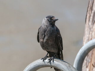 Western Jackdaw (Corvus monedula) in park, Husum, Schleswig-Holstein, Germany