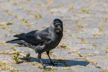 Western Jackdaw (Corvus monedula) in park, Husum, Schleswig-Holstein, Germany