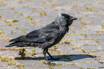 Western Jackdaw (Corvus monedula) in park, Husum, Schleswig-Holstein, Germany