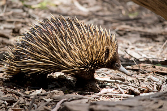 this is a side view of an echidna