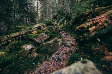 A close up of a rock next to a forest