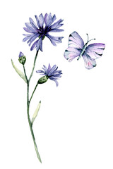Wildflower and  butterfly watercolor drawing. Blue knapweed, cornflower, bluett. Flower isolated on white.