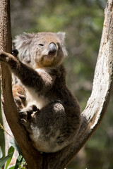 the koala is sitting in the fork of a tree
