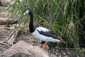 this is a side view of a  magpie goose