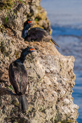 Red-faced Cormorants (Phalacrocorax urile) at St. George Island, Alaska, USA