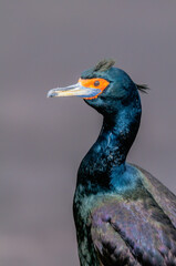 Red-faced Cormorant (Phalacrocorax urile) at St. George Island, Alaska, USA