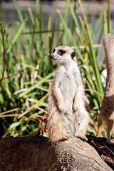 the meerkat is standing guard checking for preditors