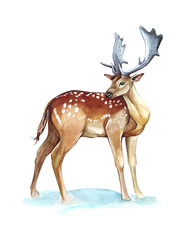 watercolor deer in a background