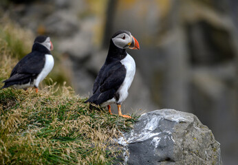 The Atlantic puffin, also known as the common puffin