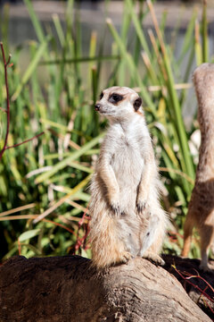 the meerkat is standing guard checking for preditors