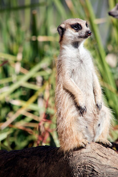 the meerkat is standing guard checking for preditors
