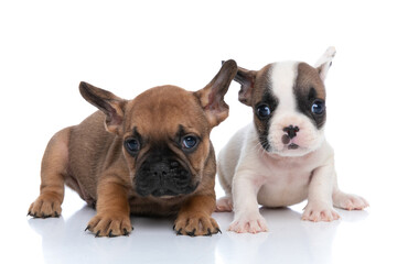 two french bulldog dogs with white and fawn fur