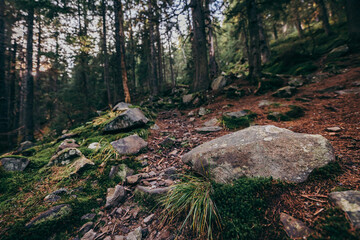 A close up of a rock next to a forest