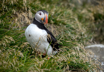 The Atlantic puffin, also known as the common puffin