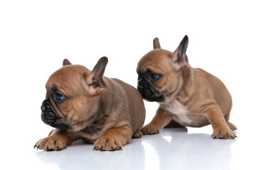 two french bulldog dogs are curious to see