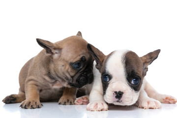 fawn french bulldog dog wispering something to his friend