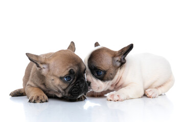 french bulldog dog falling in love with his friend