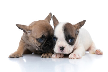 two french bulldog dogs being affective with each other
