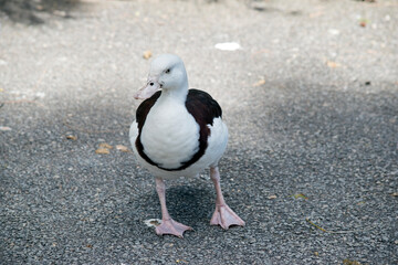 the radjah shelduck is walking on the path