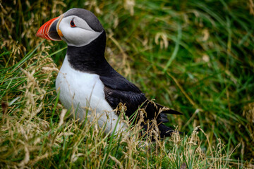 The Atlantic puffin, also known as the common puffin
