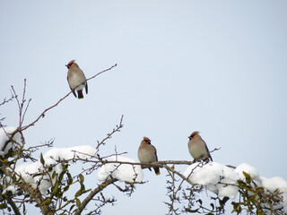 robin on branch