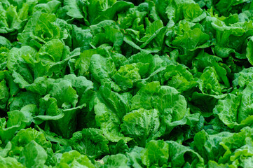 Fototapeta premium Green lettuce in growth at vegetable garden