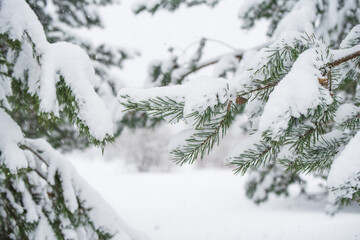 Branches of a fir Christmas tree in the snow in the winter forest