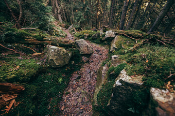 A close up of a rock next to a forest