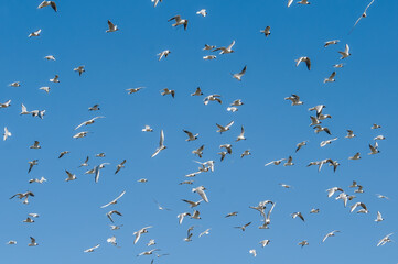 Black-headed Gulls (Larus ridibundus) at colony, Moscow region, Russia