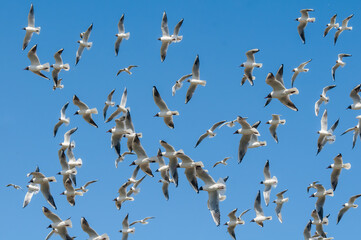 Black-headed Gulls (Larus ridibundus) at colony, Moscow region, Russia