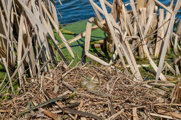 Black-headed Gulls (Larus ridibundus) nest at colony, Moscow region, Russia