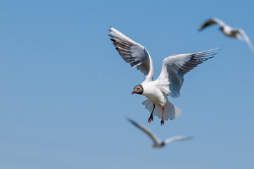 Black-headed Gulls (Larus ridibundus) at colony, Moscow region, Russia