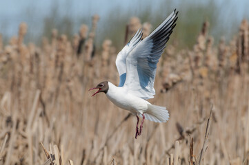 Black-headed Gulls (Larus ridibundus) at colony, Moscow region, Russia