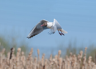 Black-headed Gulls (Larus ridibundus) at colony, Moscow region, Russia