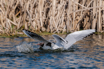 Black-headed Gulls (Larus ridibundus) at colony, Moscow region, Russia