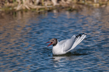 Black-headed Gull (Larus ridibundus) at colony, Moscow region, Russia