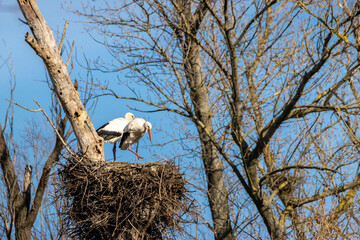 A stork couple in their nest at a cold day in winter next to B&uuml;ttelborn in Hesse, Germany.