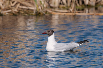 Black-headed Gull (Larus ridibundus) at colony, Moscow region, Russia