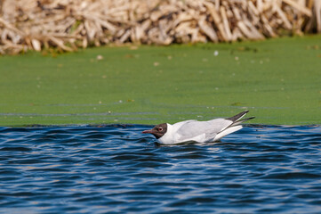 Black-headed Gull (Larus ridibundus) at colony, Moscow region, Russia