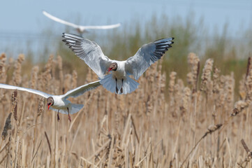 Black-headed Gulls (Larus ridibundus) at colony, Moscow region, Russia