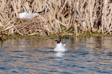 Black-headed Gulls (Larus ridibundus) at colony, Moscow region, Russia