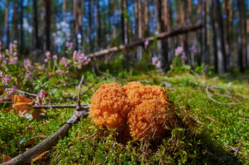 Ramaria Botrytis, commonly known as cluster coral, pink-tipped coral mushroom, or cauliflower coral, is an edible species of coral fungus in the family Gomfova,