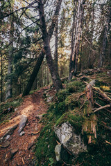 A tree in a forest a mountain