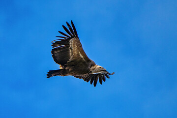 Griffon vulture, Gyps fulvus in Monfrague National Park. Extremadura, Spain