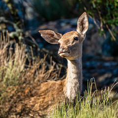 Iberian red deer, Cervus elaphus hispanicus. Monfrague National Park, Spain.