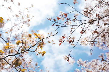 cherry blossom in kyoto