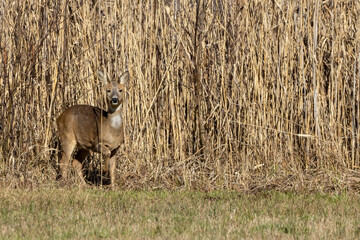 A young deer, very well camouflaged at the edge of a forest at a cold day in winter in Germany.